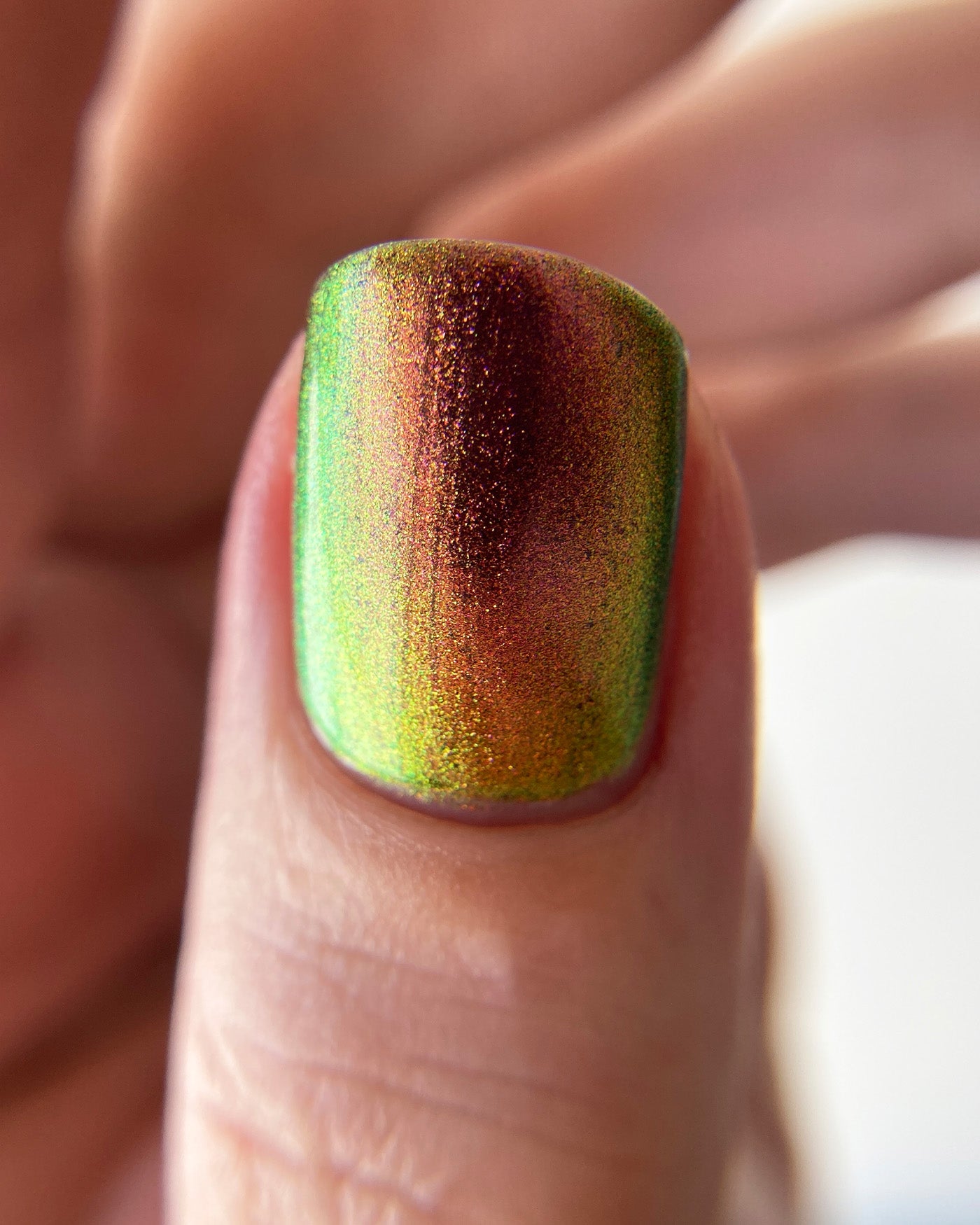 Jewel Beetle - Image 5